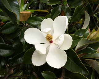 Šácholan velkokvětý - Magnolia grandiflora "Gloriosa"