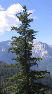 Borovice Lambertova - Pinus lambertiana