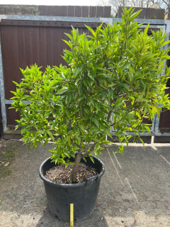 Klementina - Citrus clementina Fedele K60l, 130 cm - OSOBNÍ ODBĚR