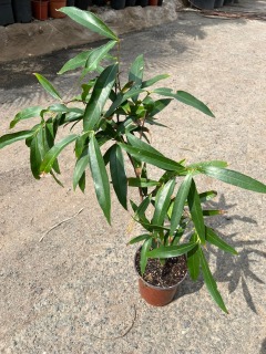 Hřebíčkovec jambos - Syzygium jambos 80 cm 