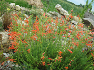 Dračík jehličkolistý - Penstemon pinifolius