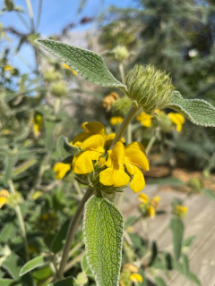 Sápa křovitá - Phlomis fruticosa