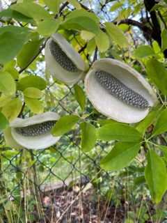 Akébie pětičetná, sem. odrůdy SILVER BELLS - Akebia quinata