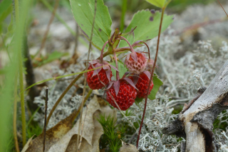 Jahodník viržinský - Fragaria virginiana
