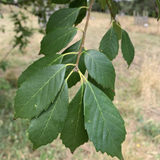 Dub - Quercus schottkyana (=Cyclobalanopsis schottkyana) 