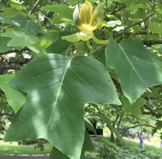 Liliovník čínský - Liriodendron chinense