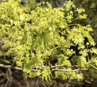 Javor - Acer pictum