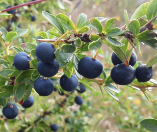 Dřišťál zimostrázový - Berberis microphylla, Calafate