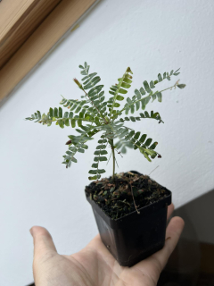 Biophytum sensitivum - "bonsai palma"