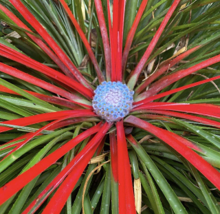 Fascicularia bicolor - mrazuodolná bromélie, 60 cm!