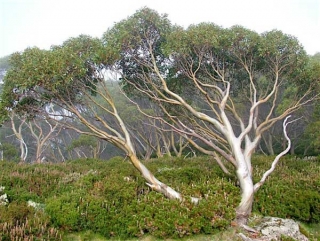 Eucalyptus pauciflora ssp. pauciflora