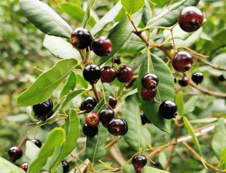 Blepharocalyx (=Temu) cruckshanksii