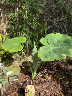 Leucocasia gigantea 30/40 cm