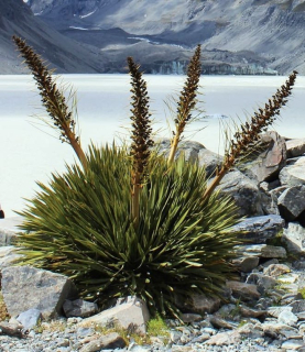 Aciphylla aurea