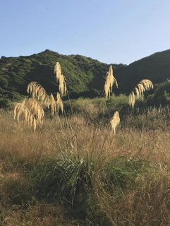 Cortaderia (Austroderia) fulvida - Novozélandská "pampová tráva"