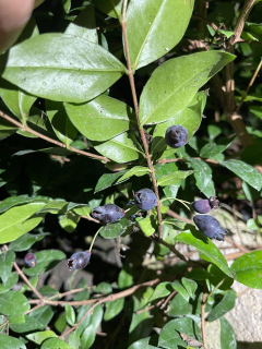 Plodová myrta - Myrtus communis "La Clappe" 