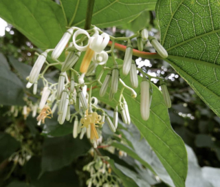 Alángium čínské - Alangium chinense ssp. pauciflorum