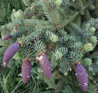 Smrk Meyerův - Picea meyeri