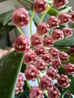 Hoya gracilis - Řízek