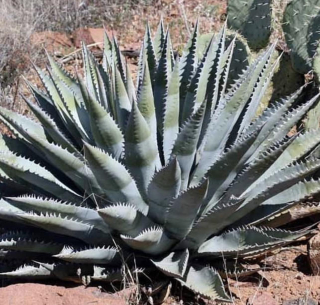 Agave chrysantha - jednoleté