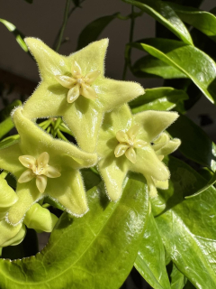 Hoya chlorantha - Řízek