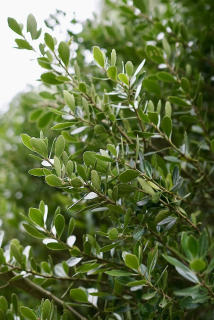 Melicytus obovatus (=Hymenanthera obovata)