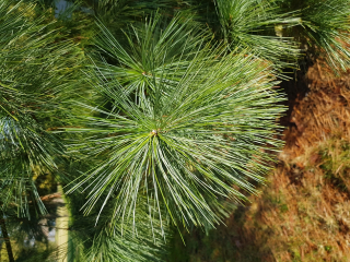 Borovice vejmutovka x mexická - Pinus strobus x ayacahuite