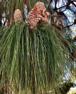 Borovice kanárská - Pinus canariensis