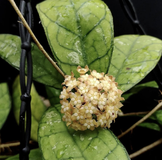 Hoya finlaysonii - Řízek