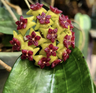 Hoya cinnamomifolia - Řízek