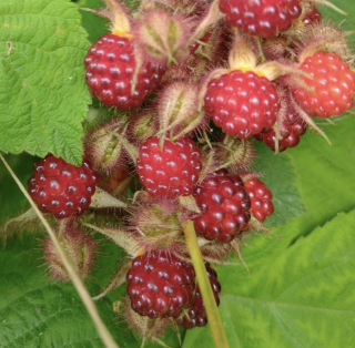 Ostružiník japonský - Rubus phoenicolasius