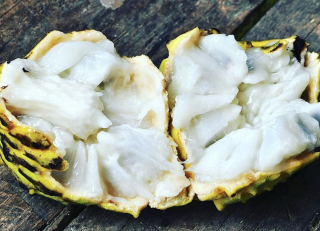 Rollinia deliciosa (=Annona mucosa)