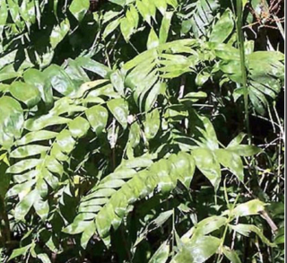 Chamaedorea schiedeana