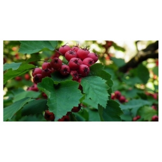Hloh šarlatový - Crataegus coccinea (=C. pedicellata)