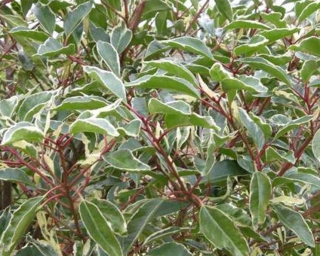 Bobkovišeň portugalská - Prunus lusitanica "Variegata"
