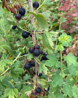 Meruzalka rozevřená - Ribes divaricatum