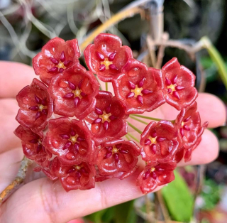 Hoya siariae red - Řízek