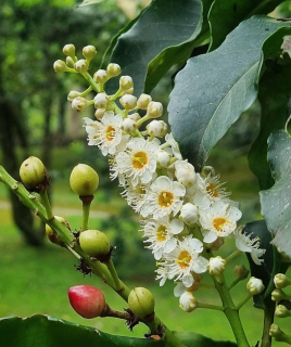 Bobkovišeň azorská - Prunus lusitanica ssp. azorica (nominátní)