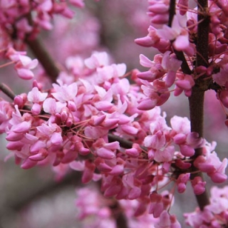 Zmarlika kanadská - Cercis canadensis