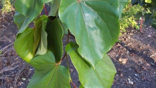 Zmarlika obrovská - Cercis gigantea