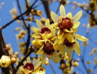 Zimokvět časný - Chimonanthus praecox