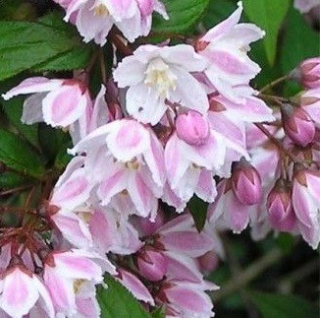 Trojpuk mamotokvětý - Deutzia x kalmiiflora