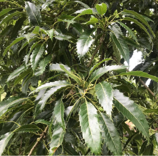 Dub nejšpičatější (kaštanolistý) - Quercus acutissima,100-120 cm! 