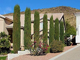 Cypřiš stálezelený "Stricta" - Cupressus sempervirens