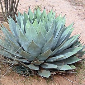 Agave parryi var. parryi ø15 cm, tříleté