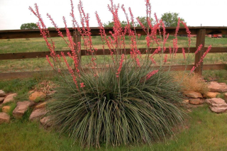 Hesperaloe parviflora