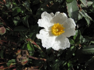 Cist vavřínolistý - Cistus laurifolius