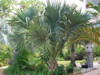 Sabal bermudana (tříleté) 40 cm