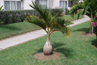 Hyophorbe lagenicaulis - "palma lahvová"