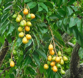 Mombín mangoplodý - Spondias pinnata (= S. mangifera )